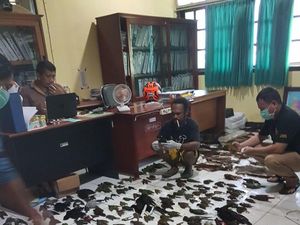 KLHK Gagalkan Penyelundupan Satwa Awetan Dilindungi di Papua KLHK Gagalkan Penyelundupan Satwa Awetan Dilindungi di Papua