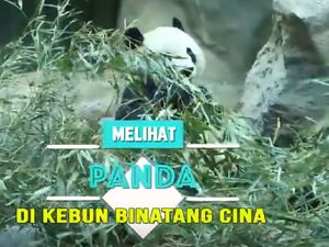Melihat Panda di Kebun Binatang Cina