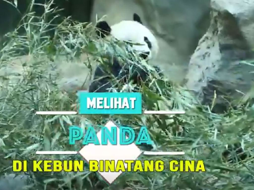 Melihat Panda di Kebun Binatang Cina Melihat Panda di Kebun Binatang Cina