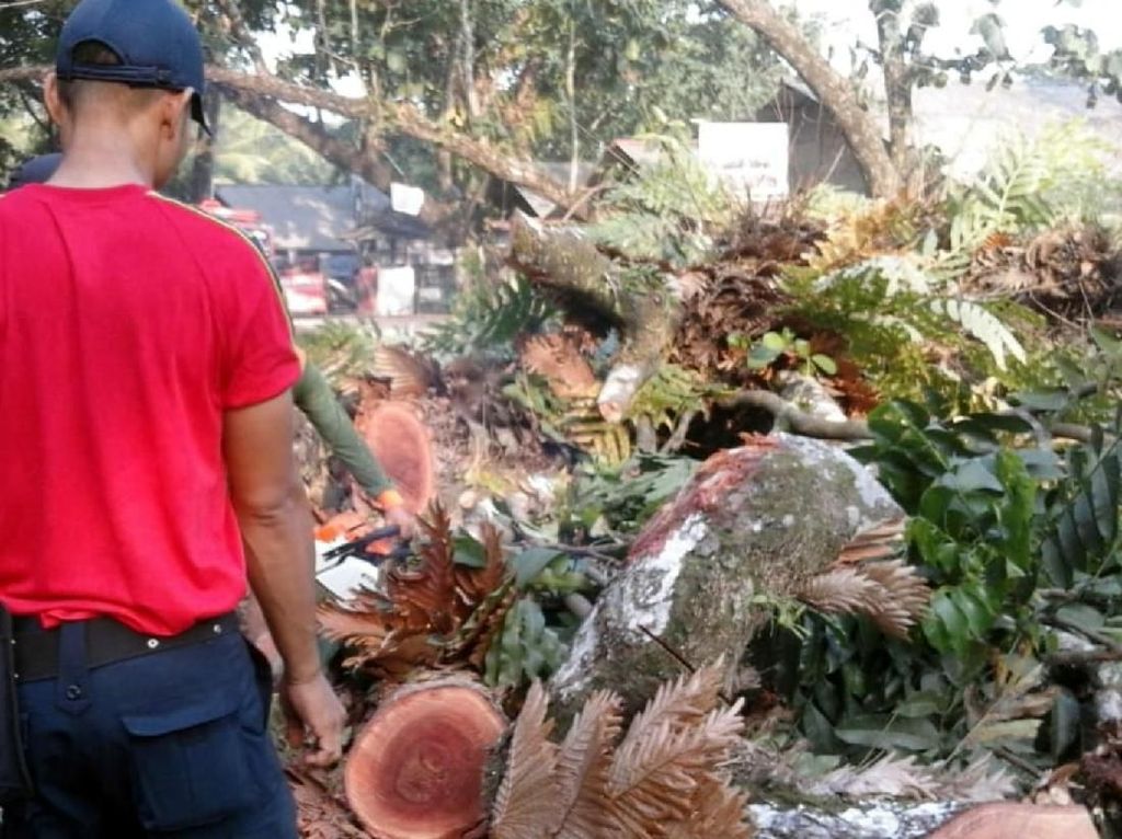 Pohon Tumbang Timpa 4 Orang di Palabuhanratu Sukabumi Pohon Tumbang Timpa 4 Orang di Palabuhanratu Sukabumi