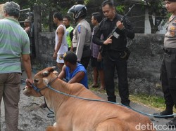 Polisi Lumpuhkan Sapi Mengamuk Dengan Tembak Kakinya di Solo