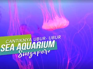 Melihat Dari Dekat Cantiknya Ubur-ubur di Sea Aquarium Singapura