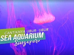 Melihat Dari Dekat Cantiknya Ubur-ubur di Sea Aquarium Singapura