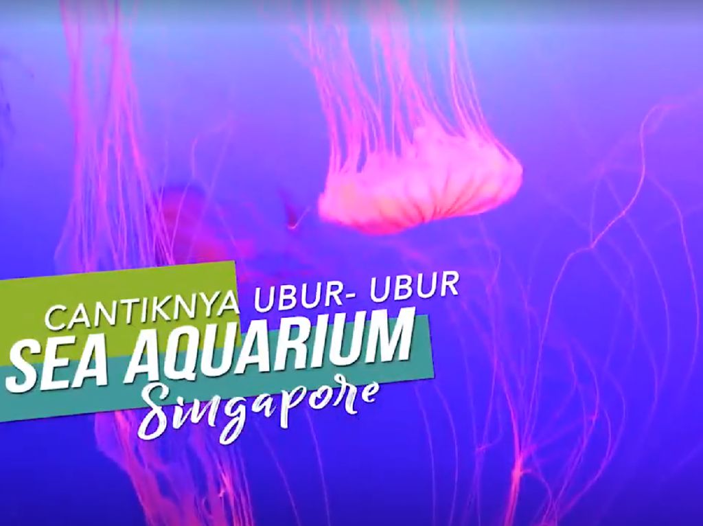 Melihat Dari Dekat Cantiknya Ubur-ubur di Sea Aquarium Singapura Melihat Dari Dekat Cantiknya Ubur-ubur di Sea Aquarium Singapura
