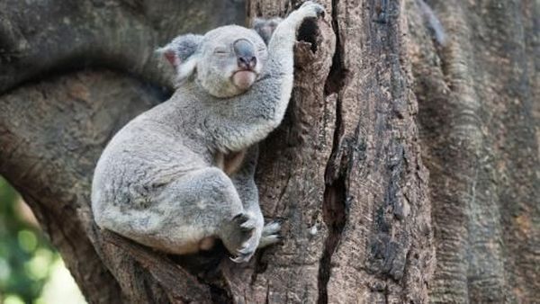 Begini Tingkah Menggemaskan Hewan Saat Tidur