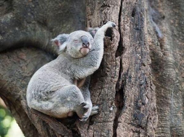 Begini Tingkah Menggemaskan Hewan Saat Tidur