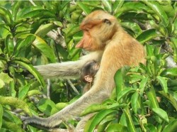 Populasi Bekantan Bertambah di TWA Pulau Kembang Kalsel