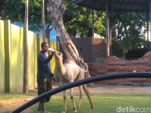 Digeruduk FPI Soal Nama Unta, KBS Mengaku Salah Sebut ke Media Digeruduk FPI Soal Nama Unta, KBS Mengaku Salah Sebut ke Media