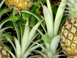 RI Surplus Dagang Produk Pertanian dengan AS, Ini Daftar Barangnya