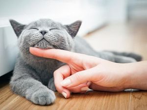 Ah Gemas! Nongkrong di Cafe Ditemani Kucing-kucing