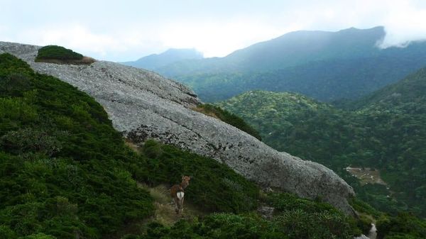 Foto: Pulau Surga Ala Jepang