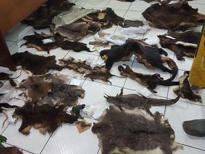 WN AS Ditangkap, KLHK Segera Kerahkan Berkas Penyelundupan Satwa WN AS Ditangkap, KLHK Segera Kerahkan Berkas Penyelundupan Satwa
