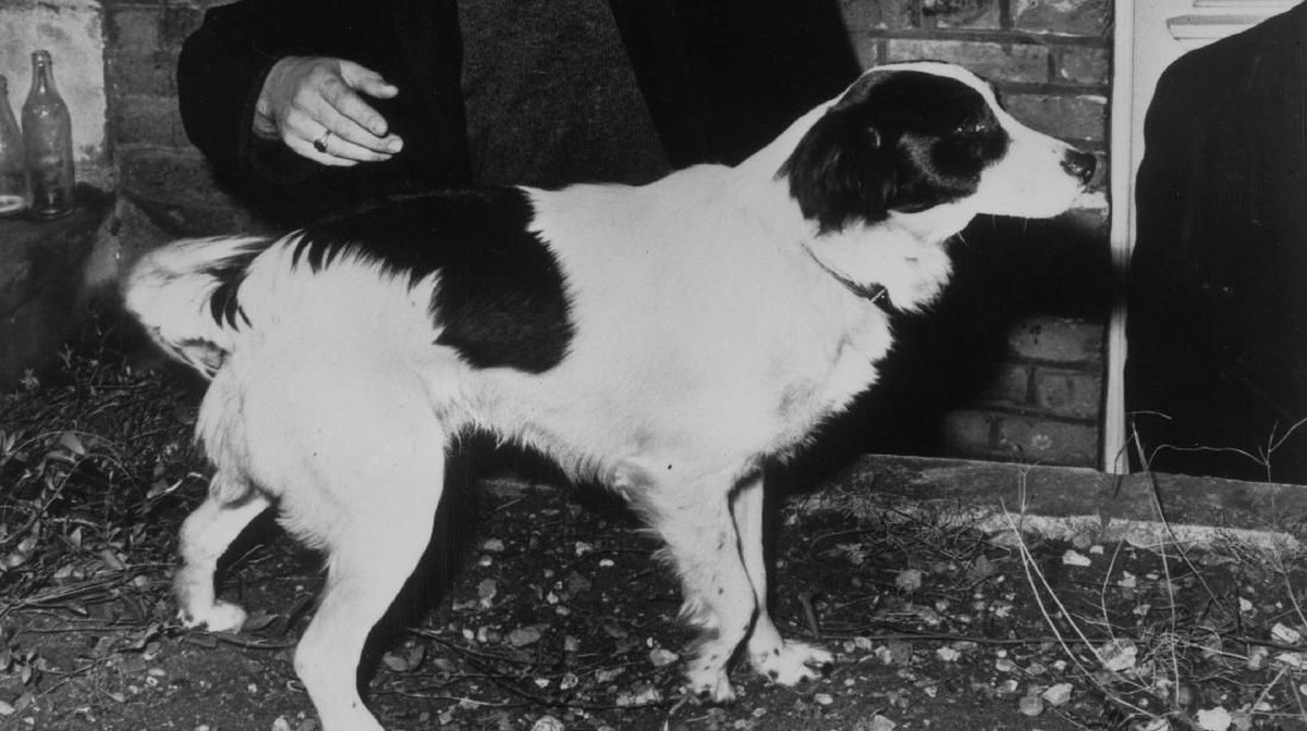 Pickles, anjing penemu trofi Jules Rimet yang hilang jelang Piala Dunia 1966. (Foto: Keystone/Getty Images)