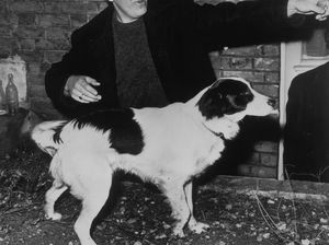Kisah Pickles, Si Anjing Pahlawan di Piala Dunia 1966 Kisah Pickles, Si Anjing Pahlawan di Piala Dunia 1966