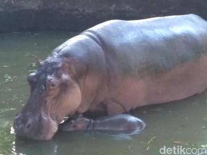 Koleksi Kuda Nil dan Unta Punuk Satu KBS Bertambah