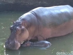 Koleksi Kuda Nil dan Unta Punuk Satu KBS Bertambah