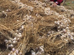 Target Swasembada Bawang Putih 2021, Ditanam 80.000 Ha