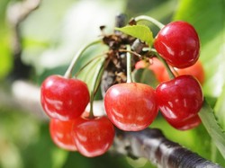 100 Kg Ceri Hilang Misterius di Niigata Jepang