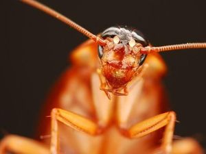 Benarkah Susu Kecoa Lebih Berkhasiat dari Susu Sapi?