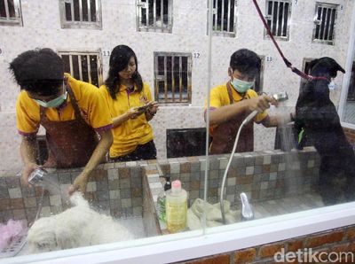 Tempat Penitipan Hewan Ini Tawarkan Servis Layaknya Hotel