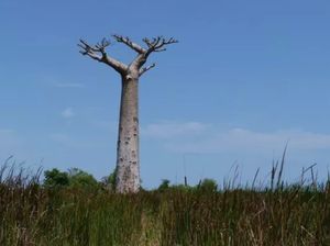 Baobab Berusia 2.500 Tahun di Afrika Tiba-tiba Mati Satu Persatu