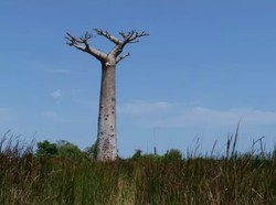 Baobab Berusia 2.500 Tahun di Afrika Tiba-tiba Mati Satu Persatu