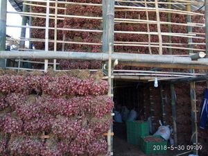 Jelang Lebaran, Kementan Pantau Harga Bawang Merah dan Cabai