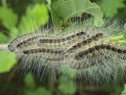 Wabah Ulat Bulu, Sekolah dan Taman di Jerman Terpaksa Tutup Sementara