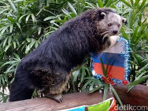 Bali Turut Meriahkan Piala Dunia 2018 Lewat Pipi si Peramal