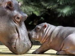 Berapa Jumlah Hewan yang Lahir Setiap Hari di Dunia?