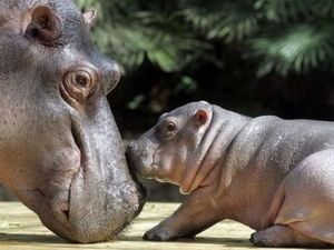 Berapa Jumlah Hewan yang Lahir Setiap Hari di Dunia? Berapa Jumlah Hewan yang Lahir Setiap Hari di Dunia?