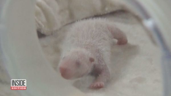 Foto: Mungil! Panda Kembar Lahir di Chengdu China