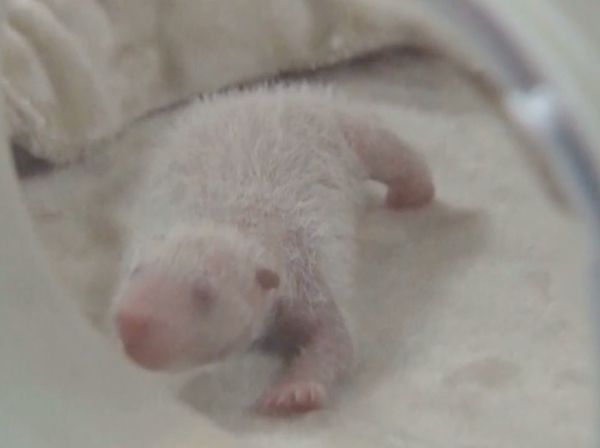 Foto: Mungil! Panda Kembar Lahir di Chengdu China