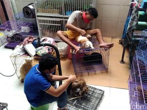 Libur Lebaran, Jasa Penitipan Hewan di Kudus Kebanjiran Order