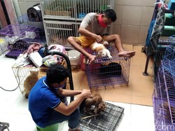 Libur Lebaran, Jasa Penitipan Hewan di Kudus Kebanjiran Order