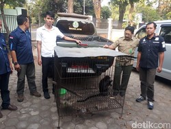 Pajang Lutung Demi Tarik Pembeli, Justru yang Datang Polisi