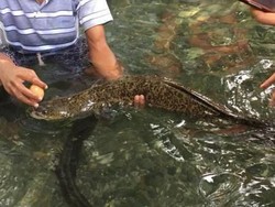 Ada Belut Keramat Raksasa di Ambon