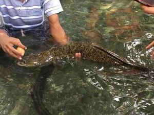 Ada Belut Keramat Raksasa di Ambon Ada Belut Keramat Raksasa di Ambon