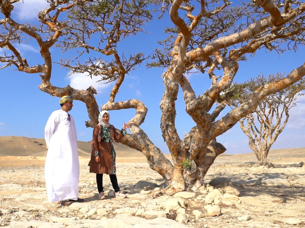 Pohon Antik Luban, Emasnya Kesultanan Oman Pohon Antik Luban, Emasnya Kesultanan Oman