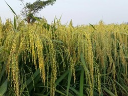 Kementan: Inpago Jagonya Padi Gogo