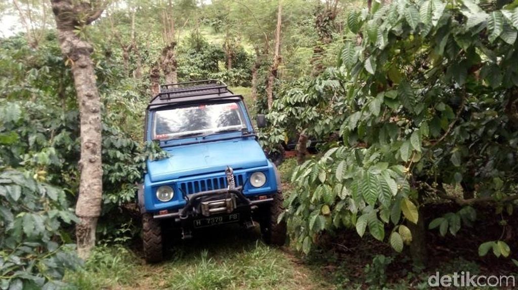 Foto: Seru! Naik Jeep Keliling Kebun Kopi Banaran