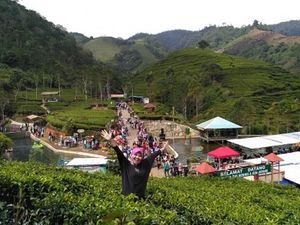 Mudik ke Brebes, Nikmati Kesejukan Kebun Teh Kaligua