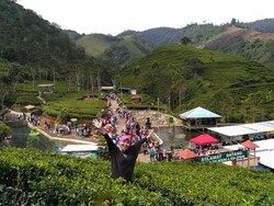 Mudik ke Brebes, Nikmati Kesejukan Kebun Teh Kaligua