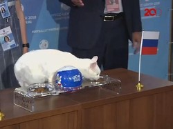 Kucing Achilles Ramal Rusia Kalahkan Arab Saudi