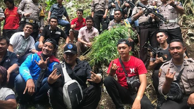 Polisi Temukan 1 Hektare Ladang Ganja di Nias Polisi Temukan 1 Hektare Ladang Ganja di Nias