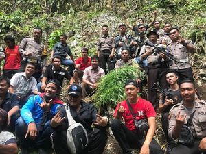Polisi Temukan 1 Hektare Ladang Ganja di Nias