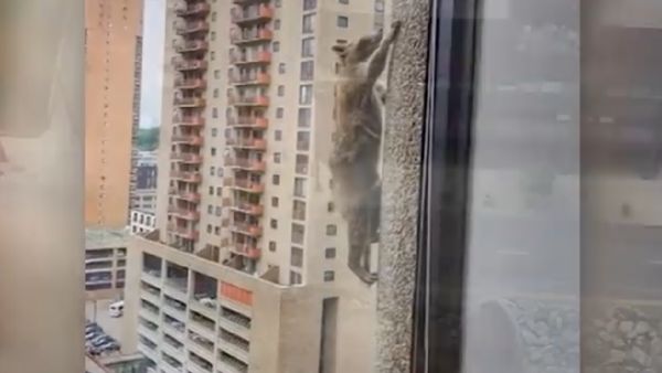 Viral Rakun Daredevil Panjat Gedung Pencakar Langit di AS