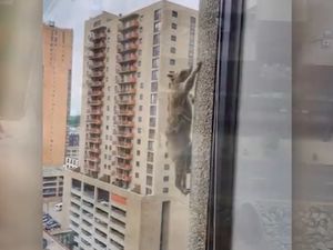 Viral Rakun Daredevil Panjat Gedung Pencakar Langit di AS