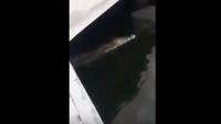 Detik-detik Kemunculan Buaya di Pondok Dayung Tanjung Priok