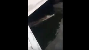 Detik-detik Kemunculan Buaya di Pondok Dayung Tanjung Priok